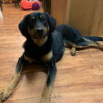 Un Aussiedor allongé sur un plancher et semblant 