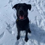 Un Aussiedor assis sur une surface enneigée et portant un collier autour du cou