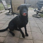 Un Aussiedor assis sur un sol pavé et léchant son museau