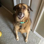 Un Aussiedor assis sur un tapis et portant un colllier autour du cou