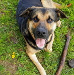 Un Aussiedor allongé sur une surface herbacée 