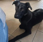 Un Aussiedor allongé sur un sol carrelé