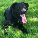 Un Aussiedor ayant la langue pendante et portant un collier autour du cou