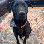 Un Aussiedor assis sur un tapis et portant un collier autour du cou