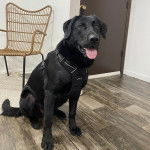 Un Aussiedor tirant la langue et portant un harnais 