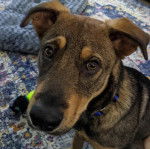 Un Aussiedor assis sur un tapis et portant un collier autour du cou