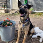 Un Aussiedor ayant la gueule ouverte et portant un collier autour du cou 