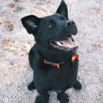 Un Aussiedor assis sur une surface rocailleuse et portant un collier autour du cou