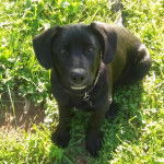 Un Aussiedor assis sur un terrain herbeux et portant un collier autour du cou