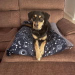 Un Aussiedor allongé sur un oreiller et portant un collier autour du cou