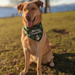 Un Aussiedor assis sur un terrain herbeux et tirant la langue 