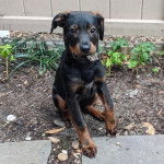 Un Aussiedor assis et regardant vers la caméra