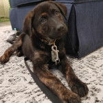 Un Aussiedor allongé sur un tapis et qui est tenu en laisse 