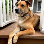 Un Aussiedor allongé sur un plancher et portant un collier autour du cou