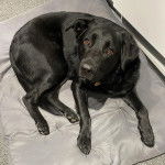 Un Aussiedor allongé sur un lit pour chien et portant un collier autour du cou