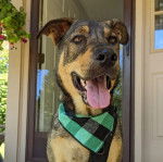 Un Aussiedor portant un harnais et tirant la langue 