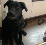 Un Aussiedor assis sur un plancher et portant un collier autour du cou