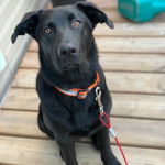 Un Aussiedor assis sur un plancher et qui est tenu en laisse 