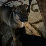 Un Aussiedor allongé sur un tapis et semblant détendu 