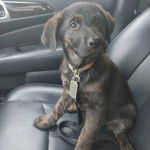 Un Aussiedor assis sur le siège d'une voiture et qui est tenu en laisse 