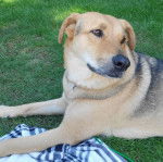Un Aussiedor allongé sur un terrain herbeux et portant un collier autour du cou 