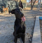 Un Aussiedor assis et tirant la langue 