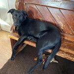 Un Aussiedor allongé sur un banc en bois et regardant vers la caméra 