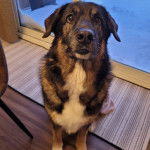 Un Aussiedor assis sur un tapis 