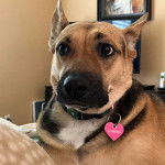 Un Aussiedor allongé et portant un collier autour du cou