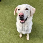 Un Aussiedor assis sur du gazon synthétique