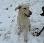 Un Aussiedor assis sur une surface enneigée