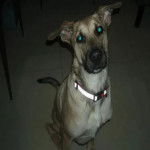 Un Aussiedor assis sur un sol carrelé et portant un collier autour du cou