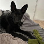 Un Aussiedor allongé sur un lit et portant un collier autour du cou