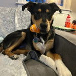 Un Aussiedor assis sur un canapé et portant un collier autour du cou