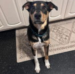 Un Aussiedor sur un tapis et portant un collier autour du cou