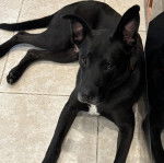 Un Aussiedor allongé sur un sol carrelé et regardant vers la caméra 