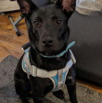 Un Aussiedor assis sur un tapis et portant un harnais 