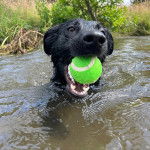 Un Aussiedor dans l'eau et ayant une balle de tennis dans sa gueule 