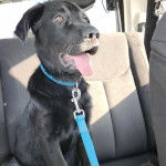 Un Aussiedor assis sur la banquette arrière d'une voiture et qui est tenu en laisse 