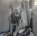 Un Aussiedor assis sur la banquette arrière d'une voiture et portant un collier autour du cou