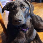 Un Aussiedor allongé sur un plancher et portant un collier autour du cou