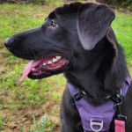 Un Aussiedor assis sur un terrain herbeux et et tirant la langue