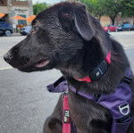 Un Aussiedor assis sur une surface bitumée et qui est tenu en laisse