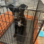 Un Aussiedor assis dans une cage et semblant détendu 