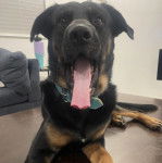 Un Aussiedor ayant la langue pendante et portant un collier autour du cou