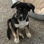 Un chiot Aussiedor assis sur une moquette et portant un collier autour du cou