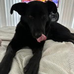 Un Aussiedor allongé et léchant son museau 