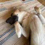 Un Aussiedor allongé sur le dos sur un tapis 