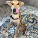 Un Aussiedor assis sur un lit et portant un collier autour du cou