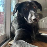 Un Aussiedor allongé sur un plancher et semblant détendu